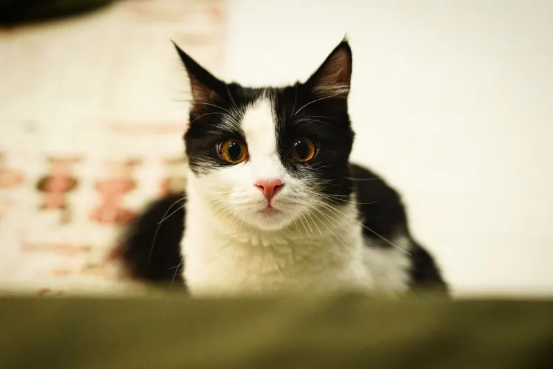 The 47-Minute Audition: Decoding Your Cat's Agonizingly Slow Approval Process