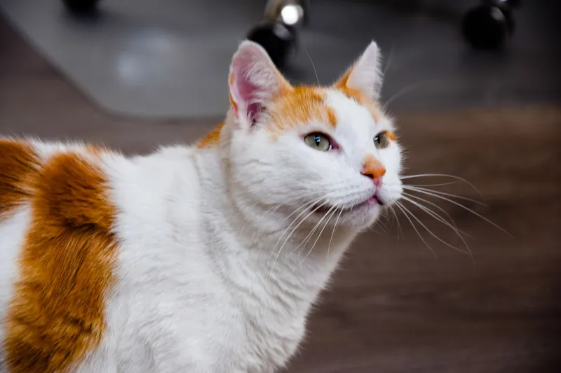 Bathroom Betrayal: How Your Cat Decided the Litter Box Location Is Personally Offensive