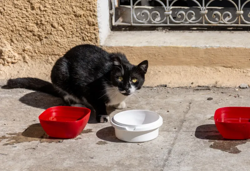 Bowl Adjacent: The Calculated Audacity of a Cat Who Has Decided Your Other Cat's Dinner Is Simply Better