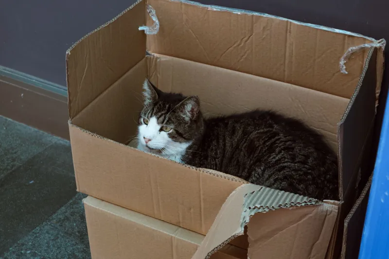 Amazon Prime, Meet Your Real Beneficiary: The Cardboard Box Conspiracy Your Cat Has Been Running All Along