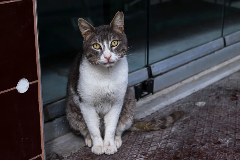 You Named Her 'Princess Puddinpaws' and Now You Both Have to Live With That