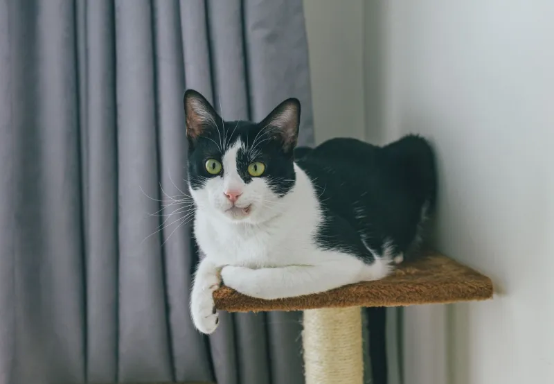 Sixty Dollars of Cardboard vs. Four Hundred Dollars of Cat Tree: A Tragedy in Three Acts