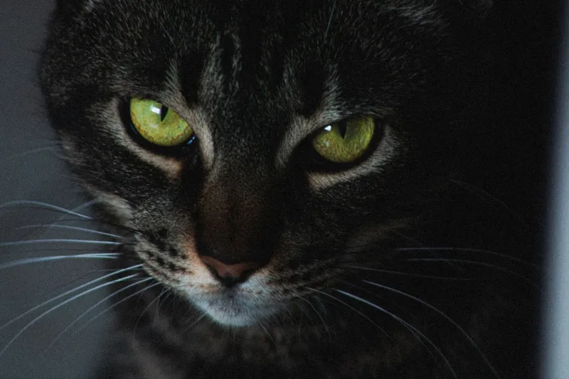 Locked In: The Unsettling Truth About Your Cat's Unblinking Stare (And Why You Should Be Worried)