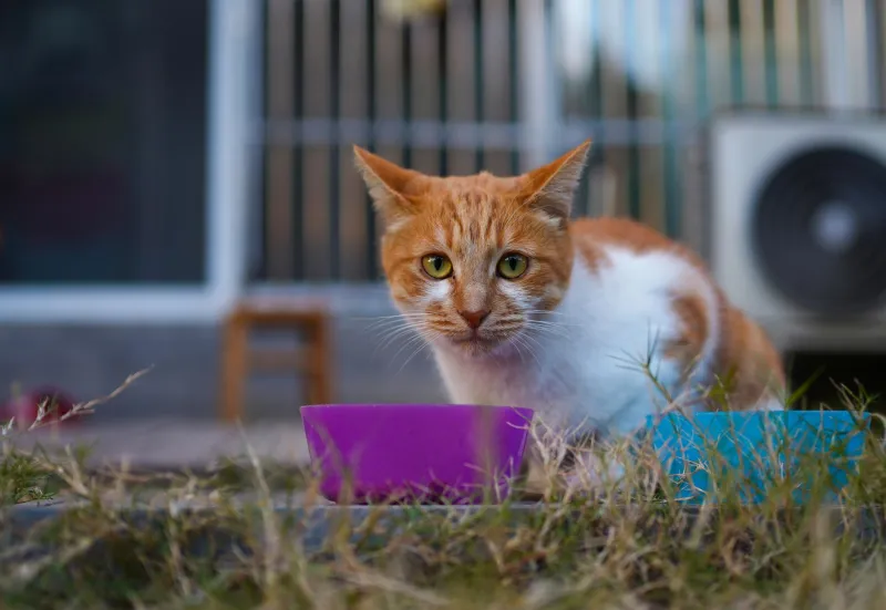 Kibble Traitor: The Suspicious Timing of Your Cat's Sudden Wet Food Awakening