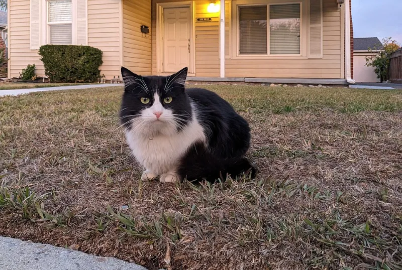 Naming Your Cat 'Muffin' and Then Watching Her Burn Your Life Down