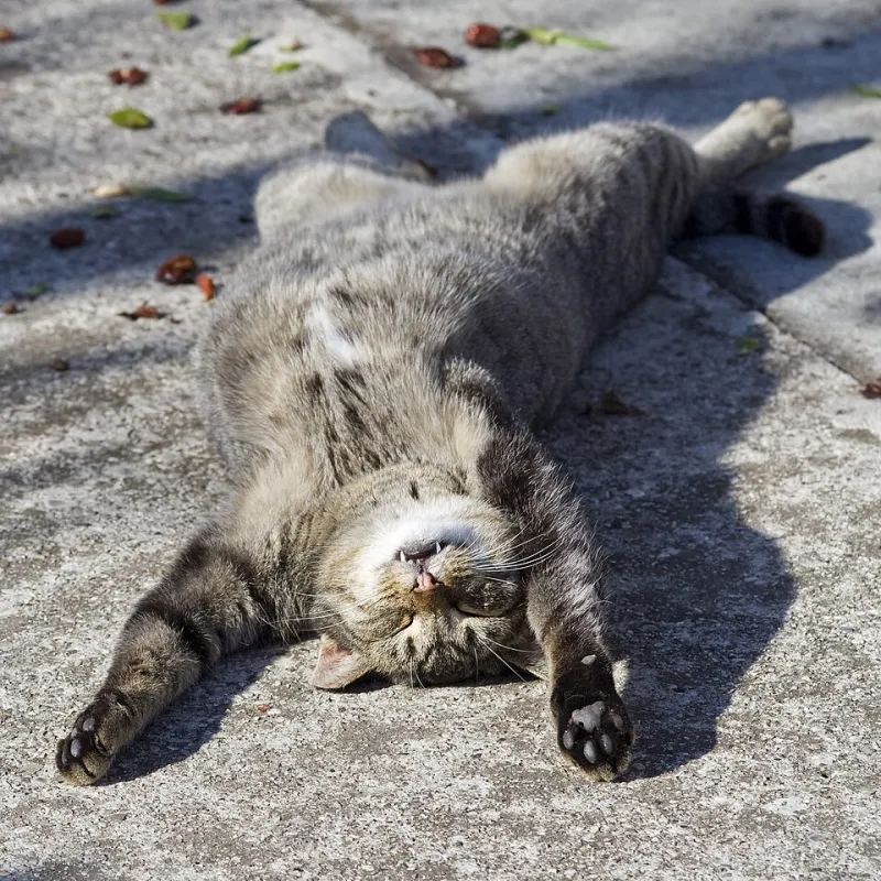 The Ranked Tier List of Every Surface in Your Home, According to Your Cat