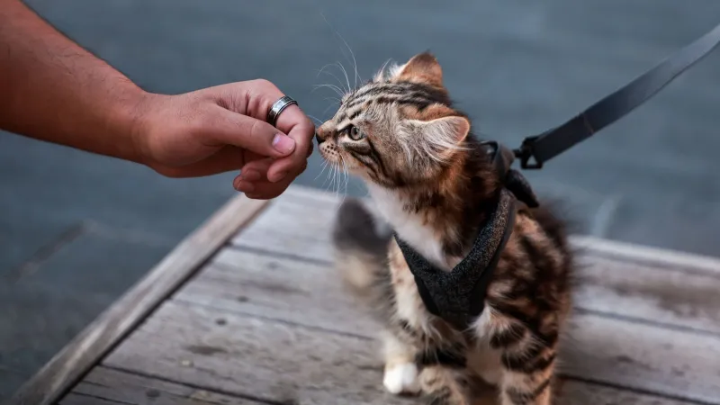 Six Months of Devotion, Obliterated Overnight: The Cruel Science of Cat Treat Rejection