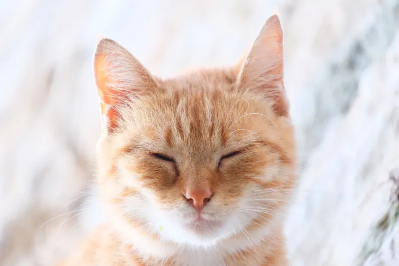 Eyes Half-Shut and Fully in Charge: The Slow Blink Cult Your Cat Has Recruited You Into
