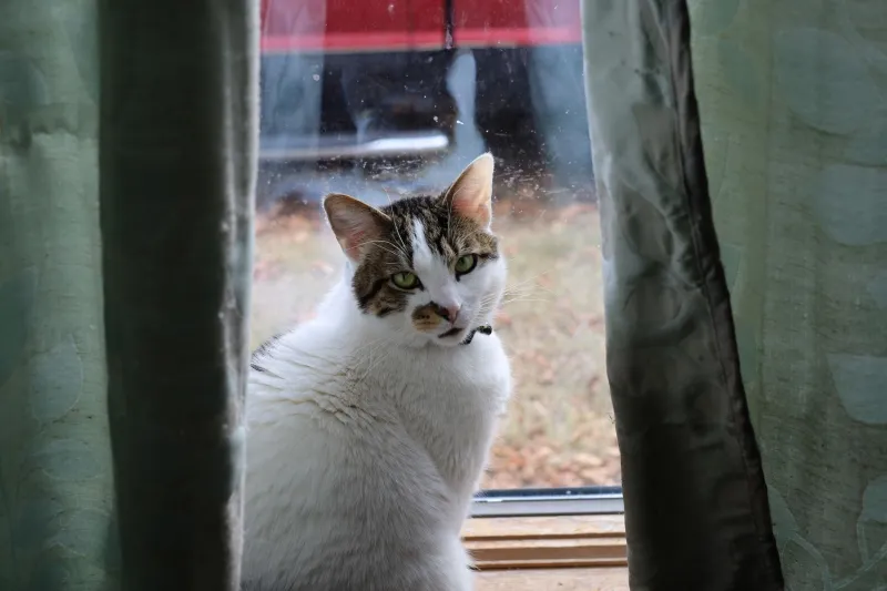 Three Years of Loyalty, Gone in an Afternoon: The Baffling Window Abandonment Crisis