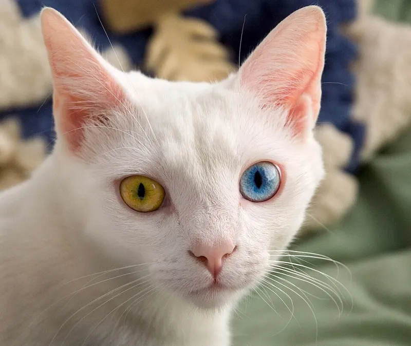 Your Cat's Treat Economy Has Entered a Recession and You Are the Only Creditor